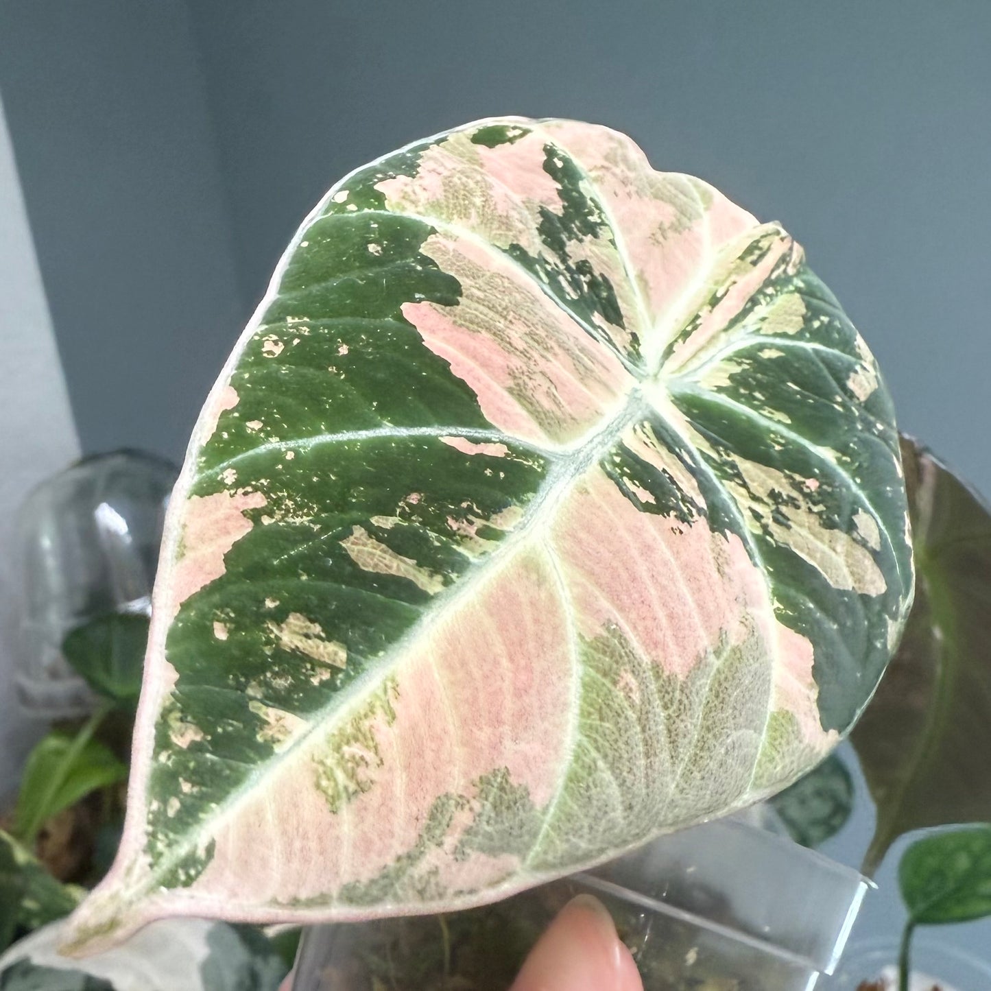 Alocasia Black Velvet Pink/Albo