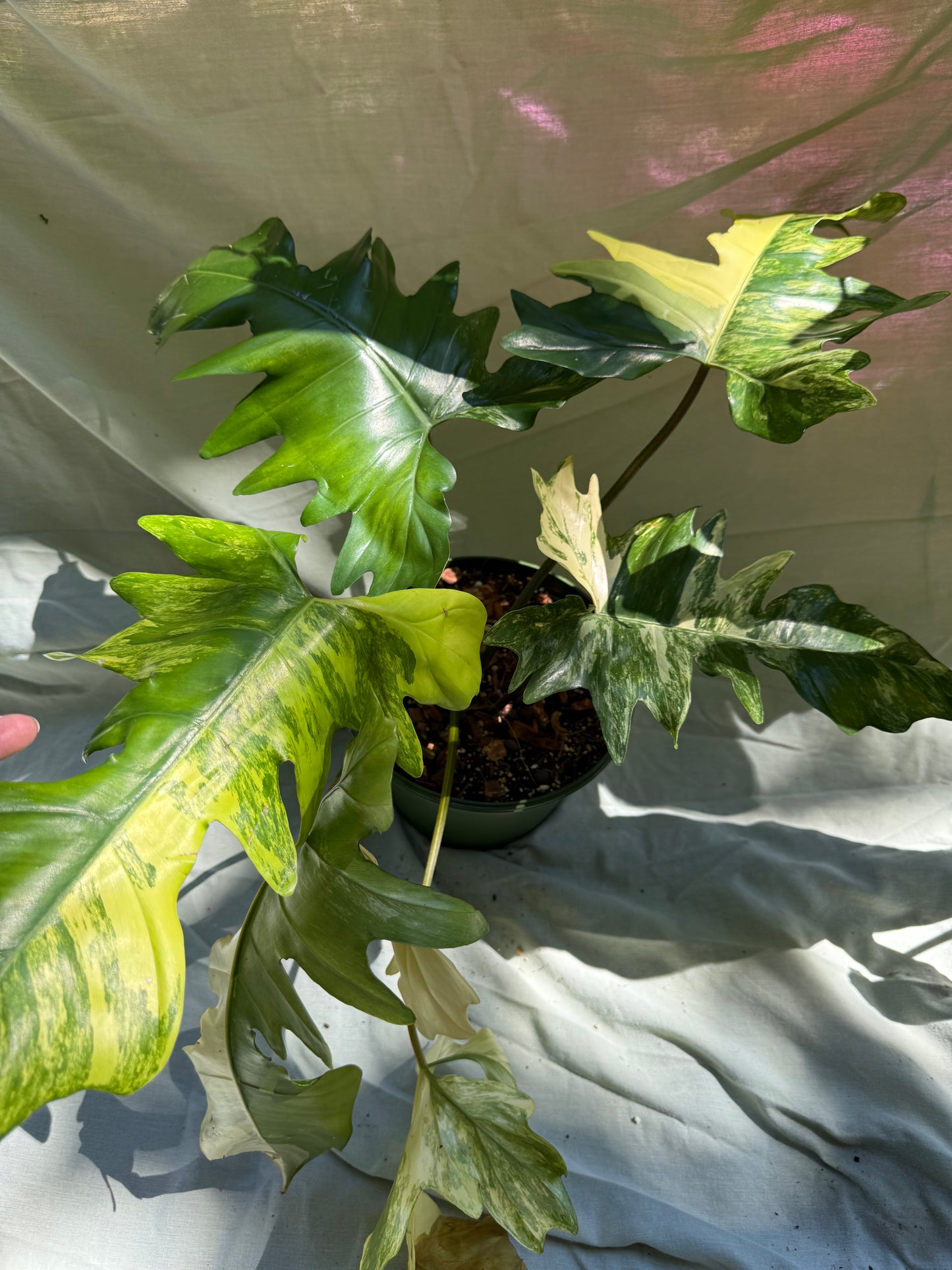 Philodendron Florida Beauty × Mayoi (Growers Choice) 6-8” pot