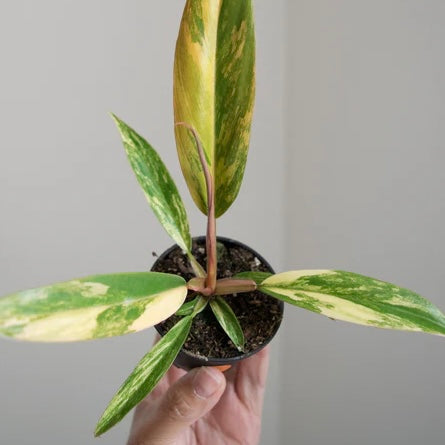 Caramel Marble - Tissue Culture