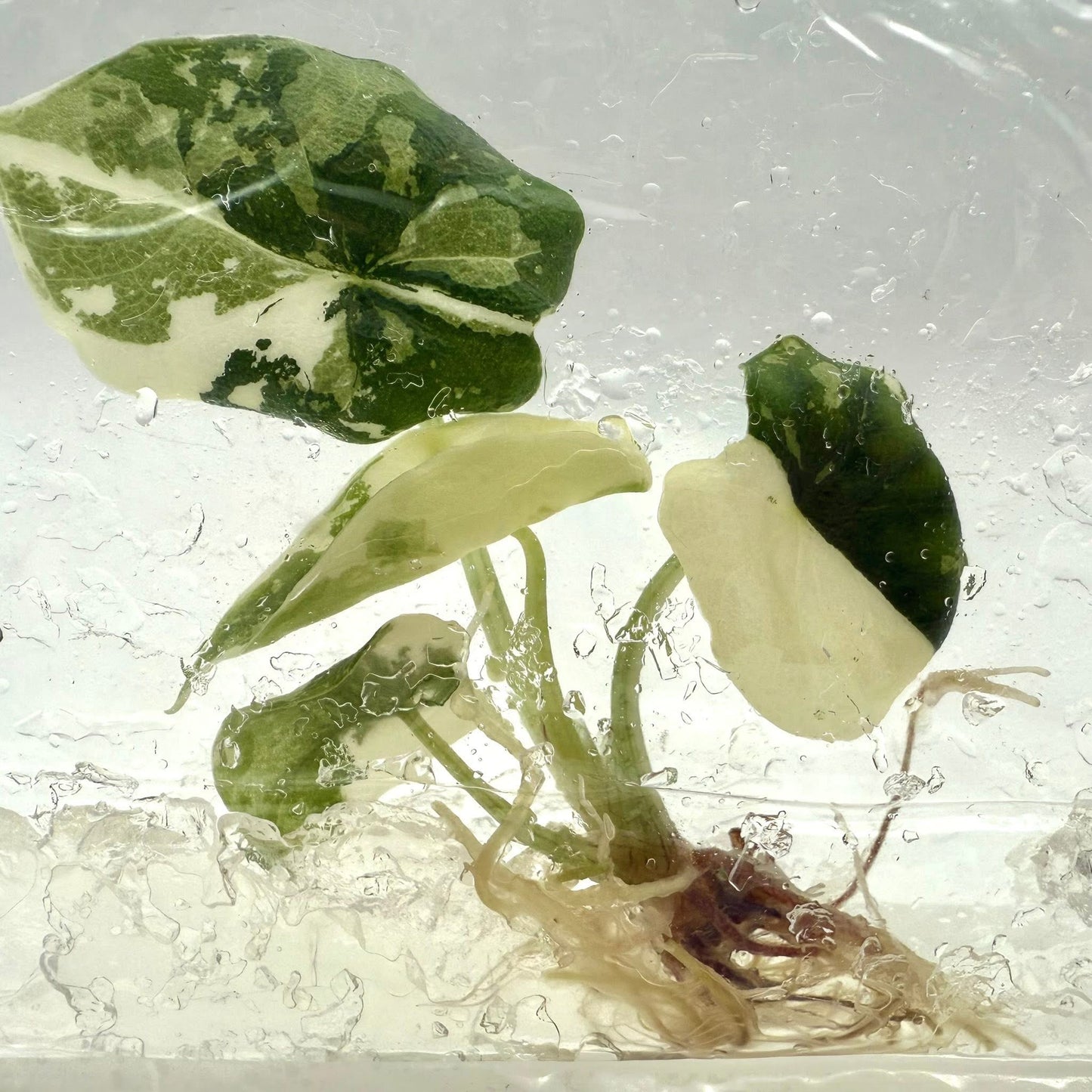Alocasia Melo Albo