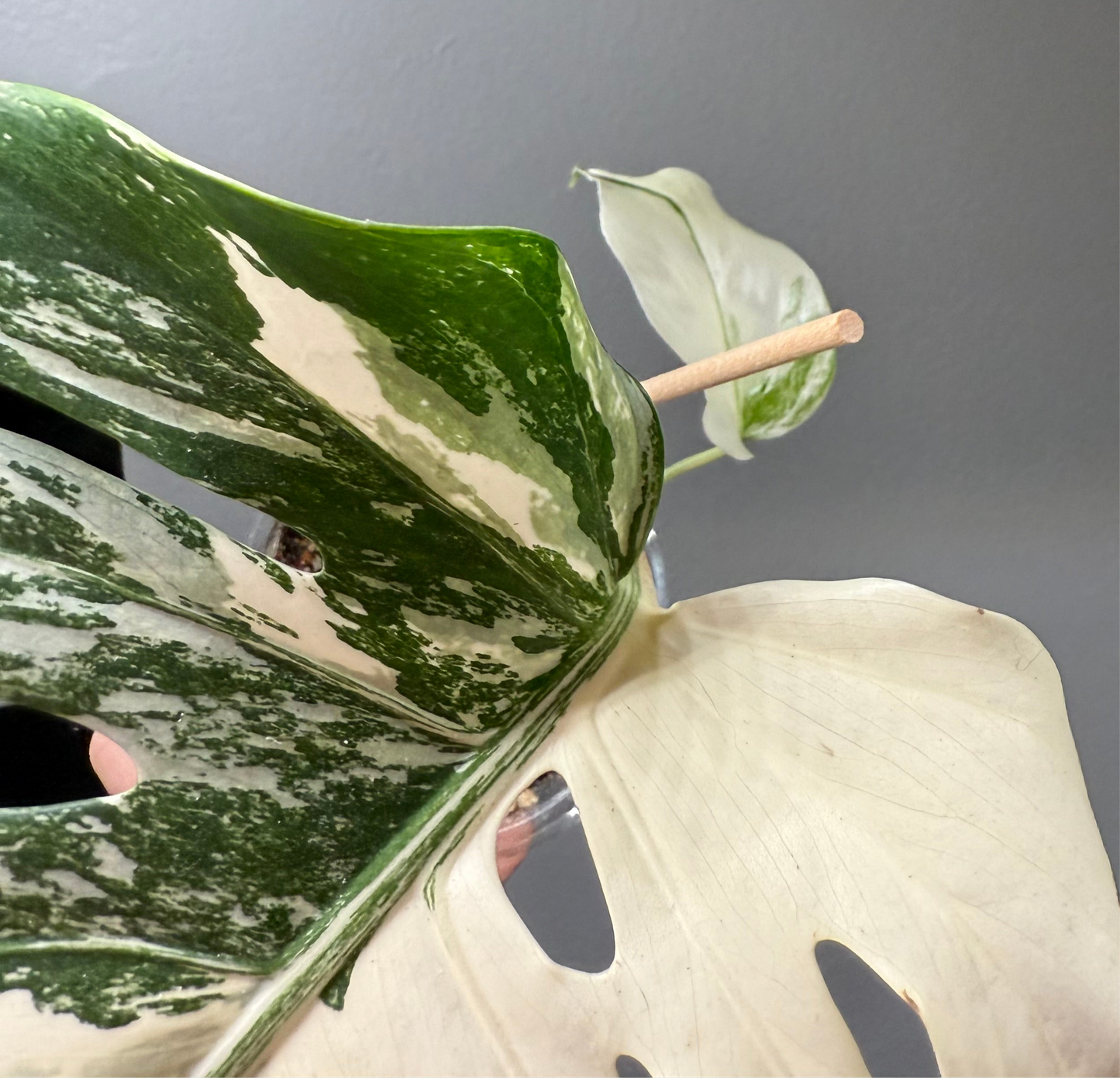 Monstera Albo (Exact Plant)