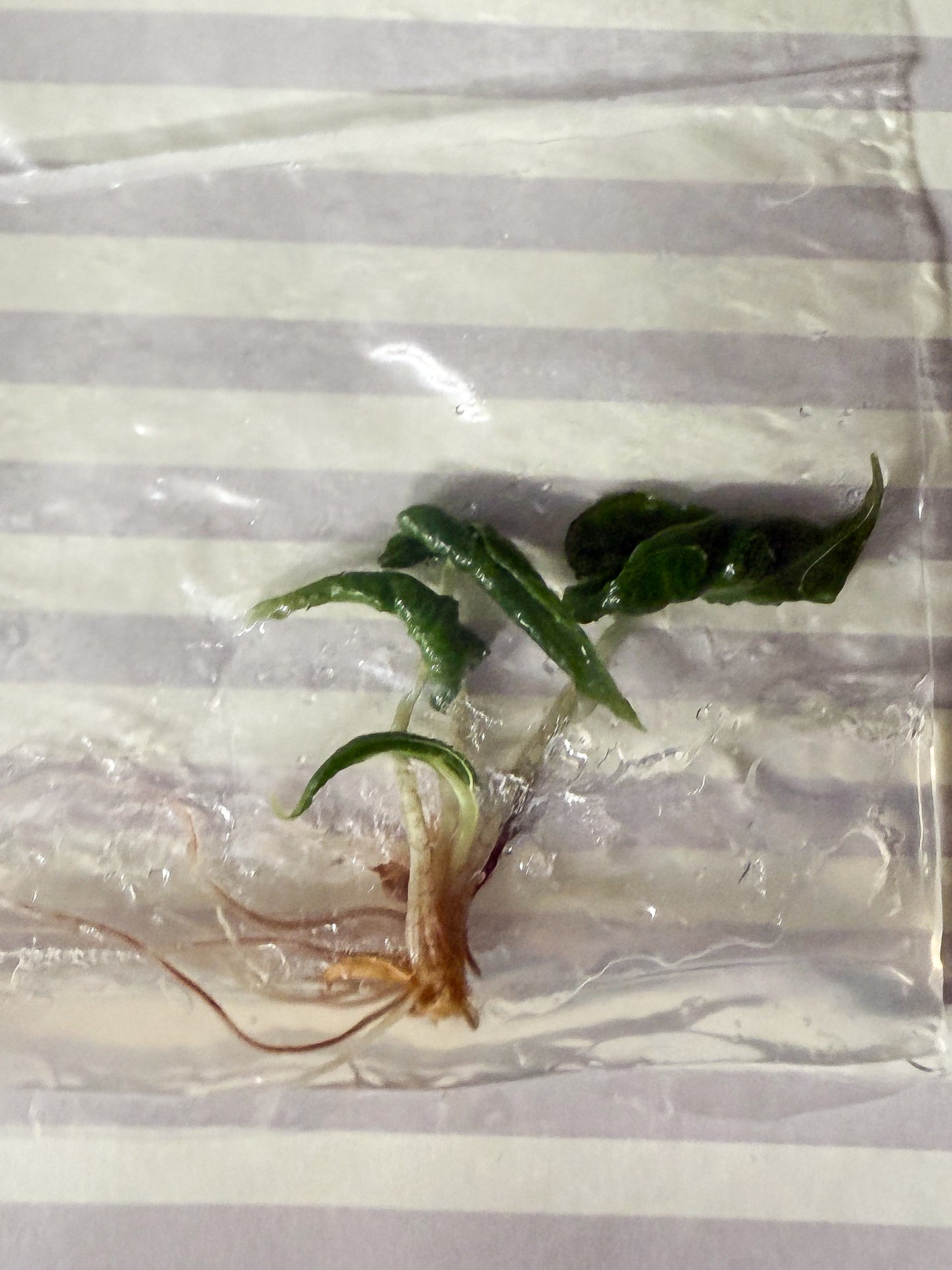 Alocasia Loco - Tissue Culture TC