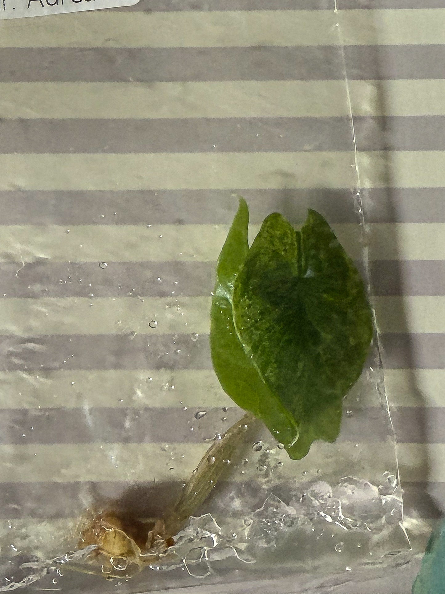 Alocasia Scalprum Aurea - Tissue Culture TC