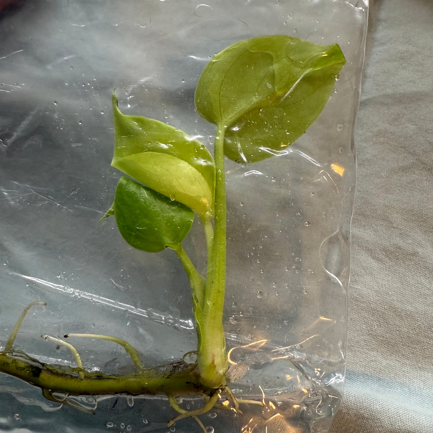 Monstera Lemon Lime - Tissue Culture