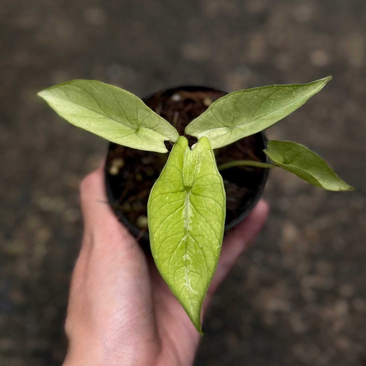 Alocasia Scalprum Mint - Tissue Culture