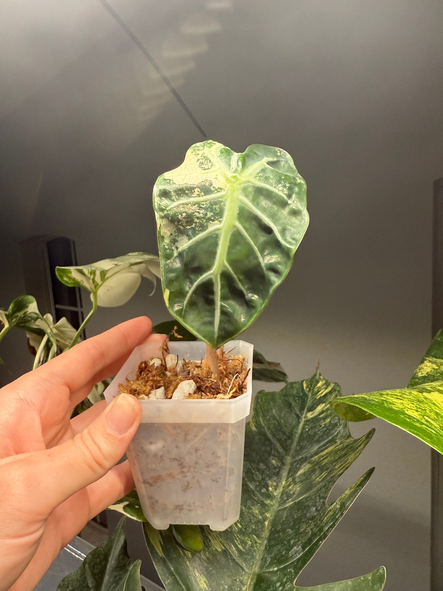 Alocasia Balloon Heart Pink 3”