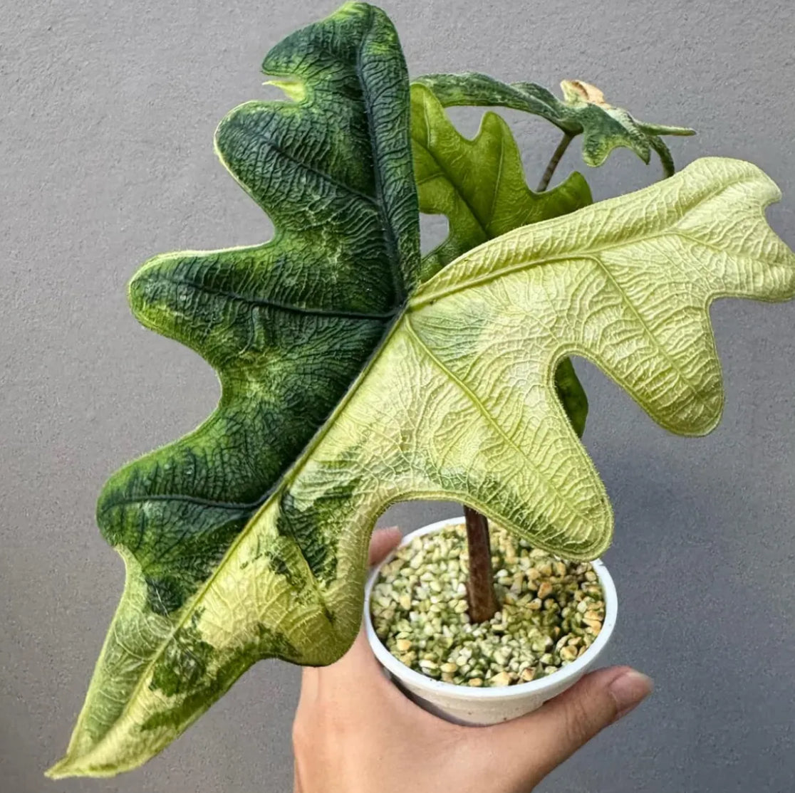 Alocasia Jacklyn Aurea - Tissue Culture TC