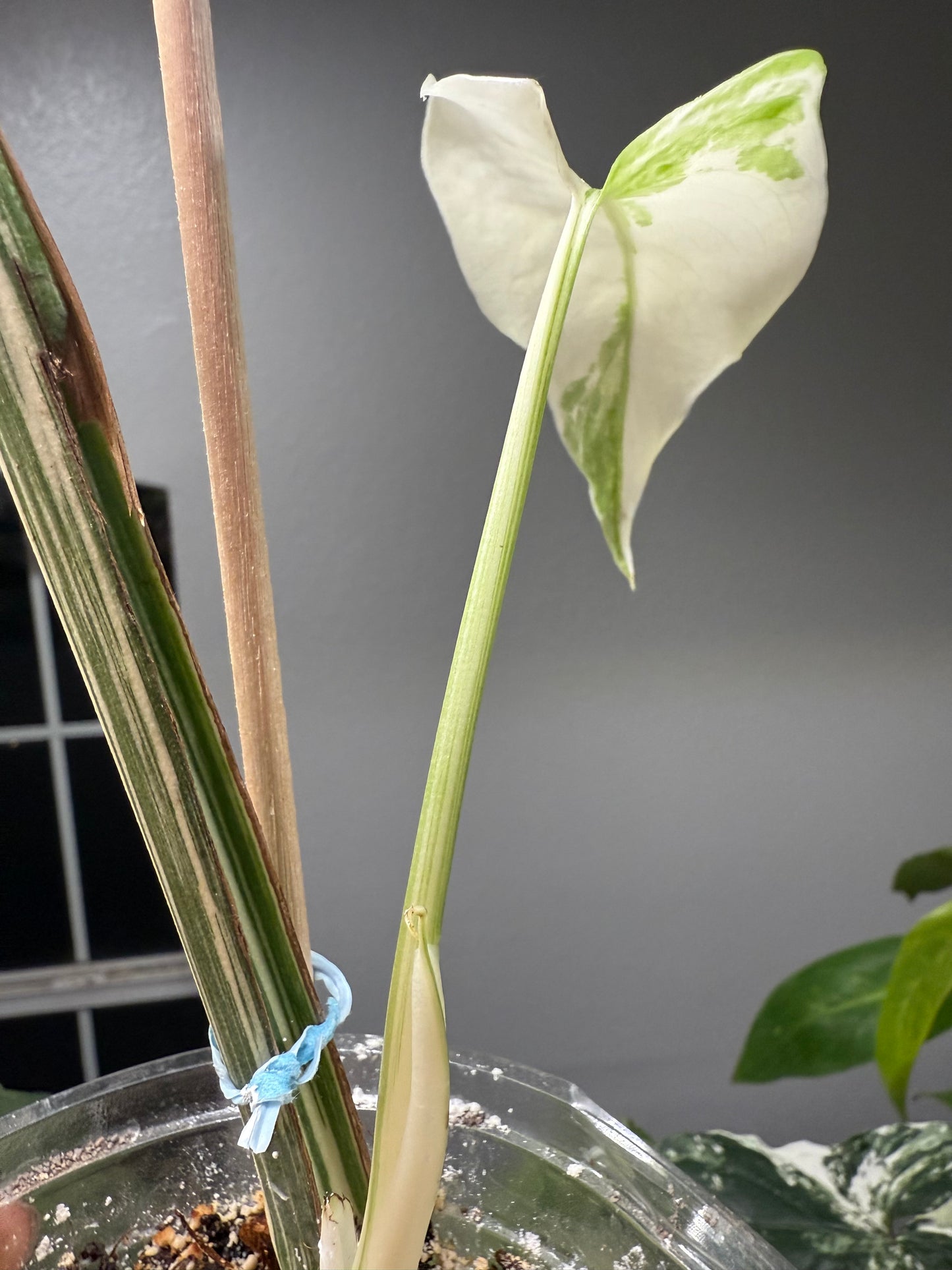 Monstera Albo (Exact Plant)