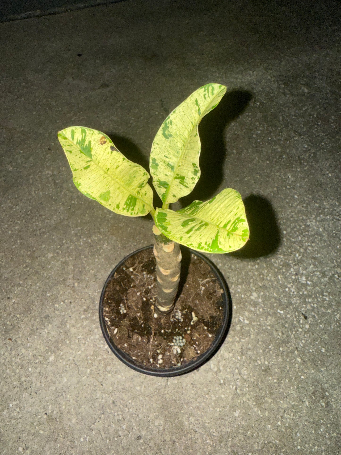 Variegated Plumeria - 6” (Grower’s Choice)