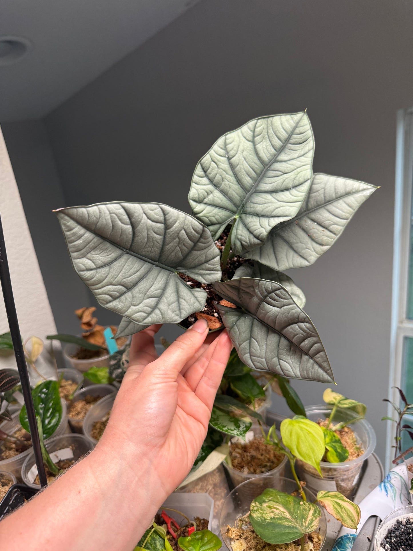 Alocasia Bisma - 4” Pot (Growers Choice)