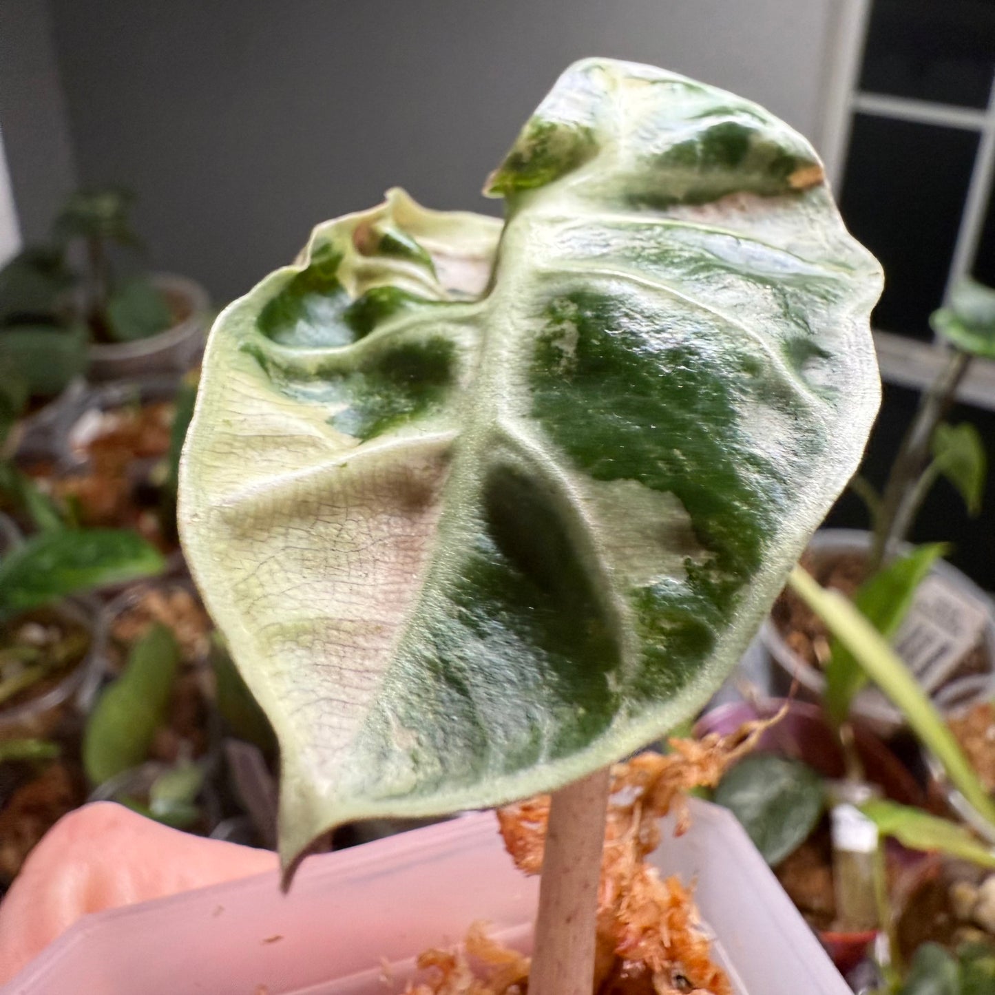 Alocasia Balloon Heart Pink 3”