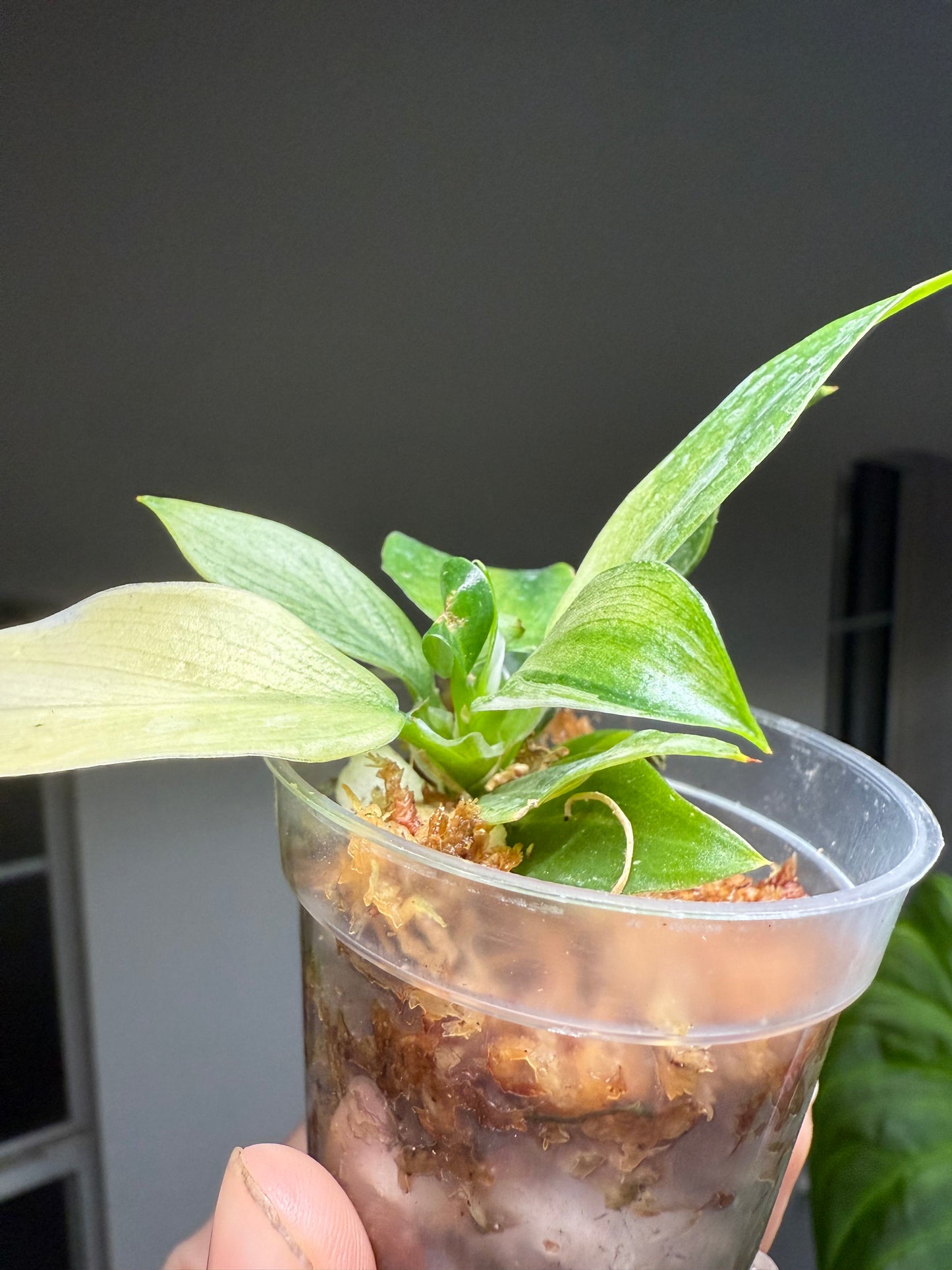 Golden Wizard Philodendron