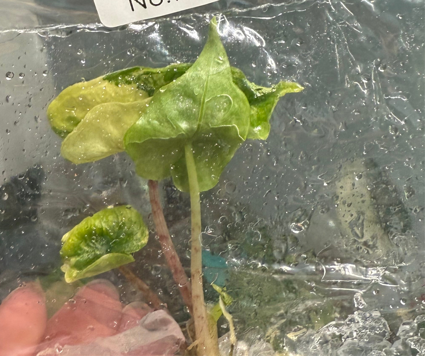 Alocasia Jacklyn Aurea - Tissue Culture TC