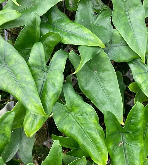 Alocasia Tigrina