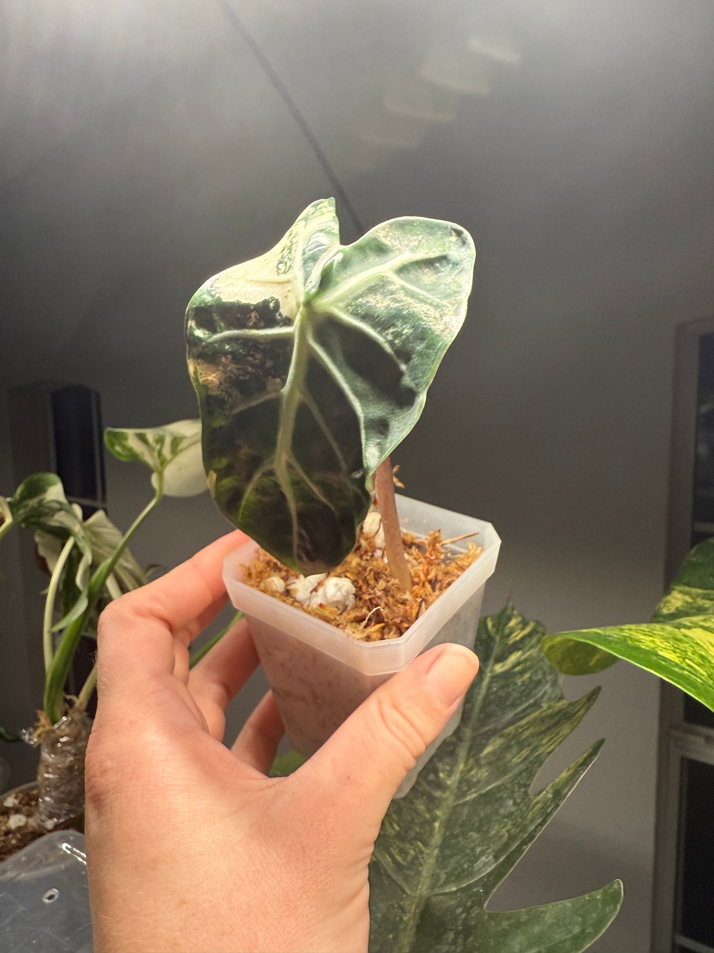 Alocasia Balloon Heart Pink 3”