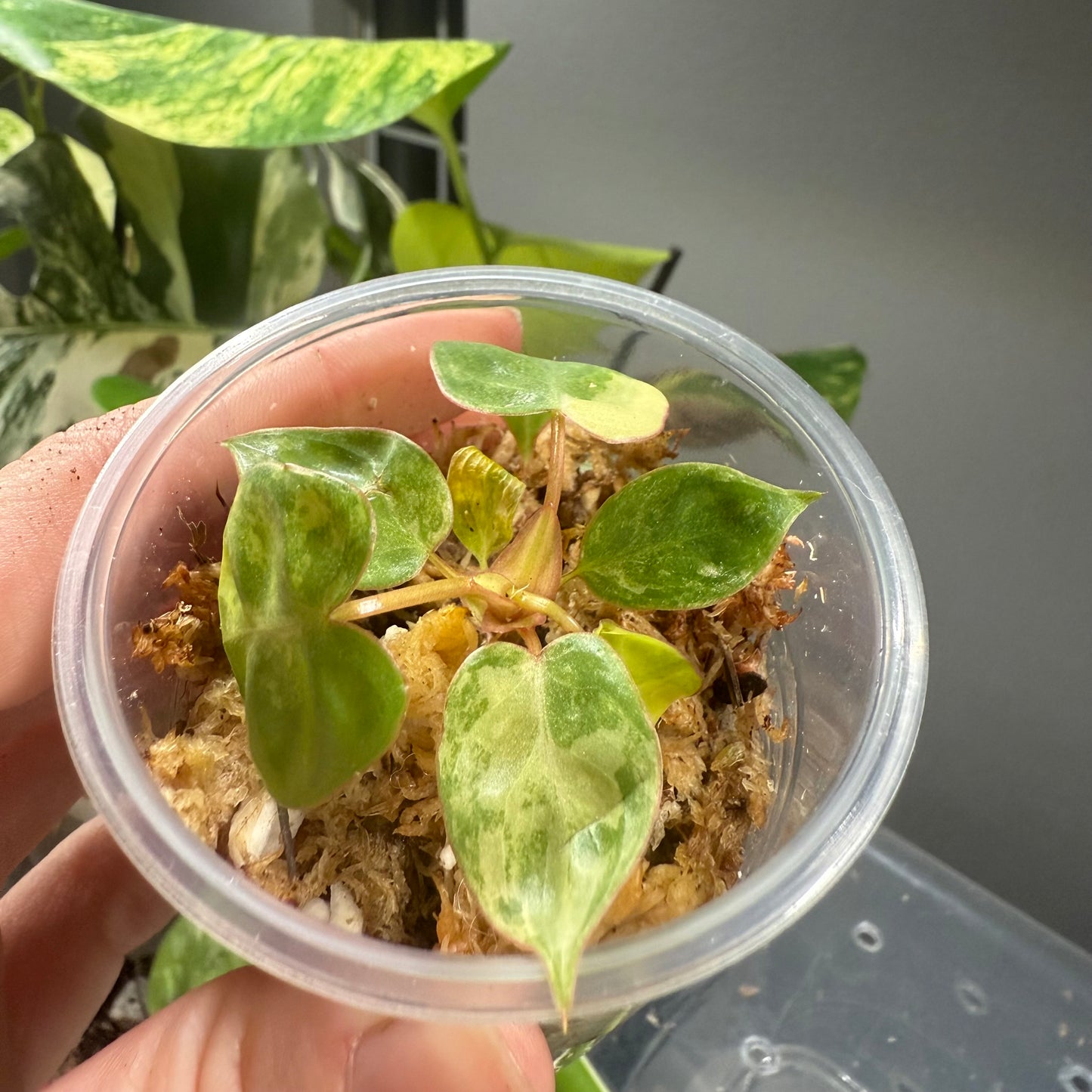 Philodendron Billietiae Variegated - Tissue Culture TC