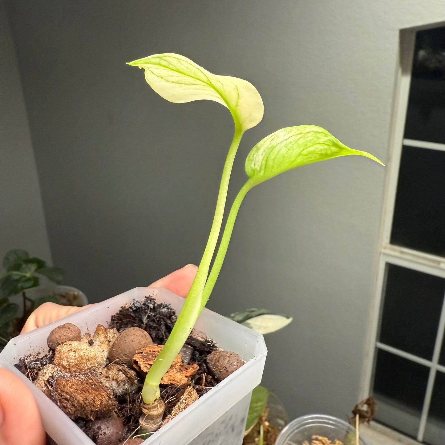 Monstera White Monster
