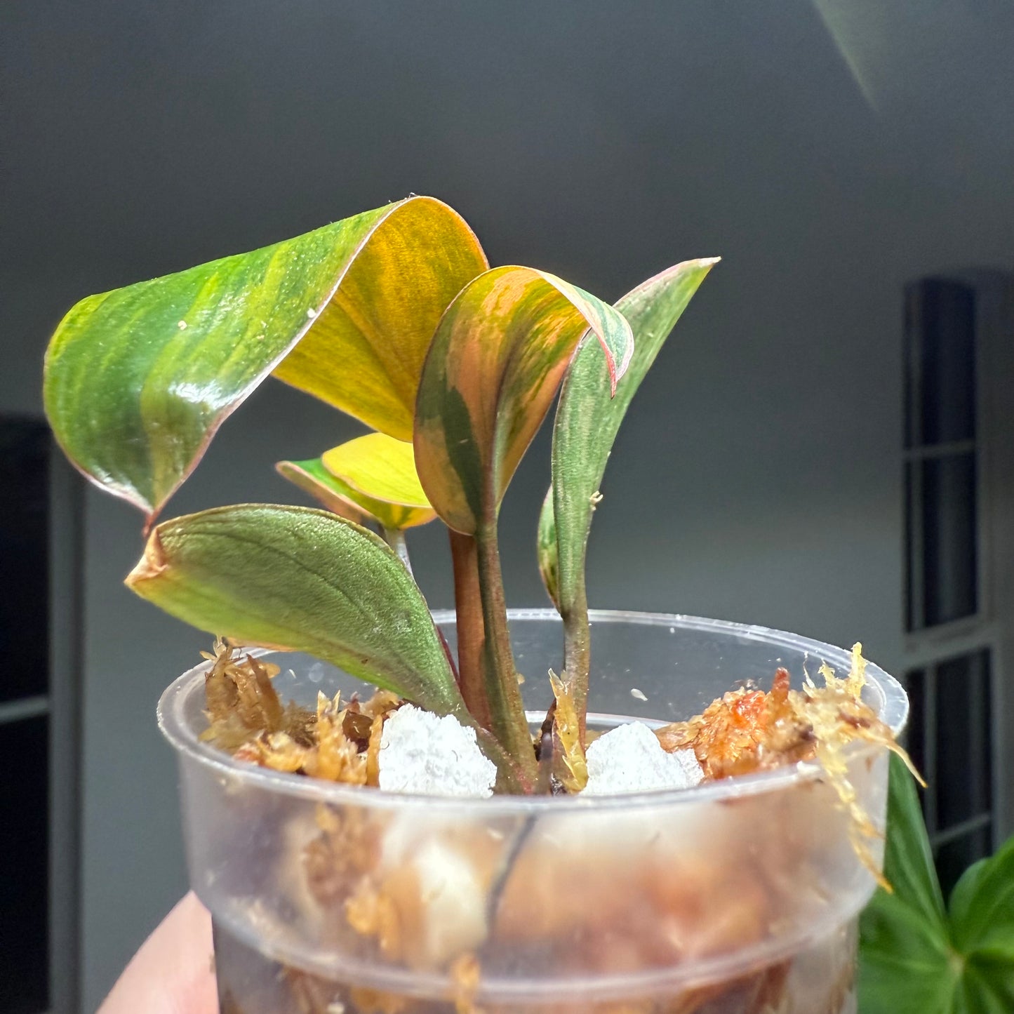 Philodendron Red Congo Variegated