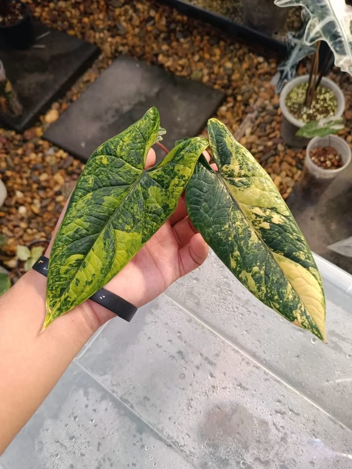 alocasia scalprum variegata Alocasia Scalprum Aurea