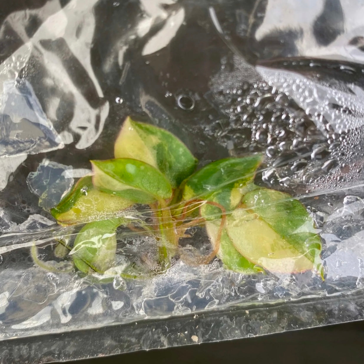 Philodendron Billietiae Variegated - Tissue Culture TC