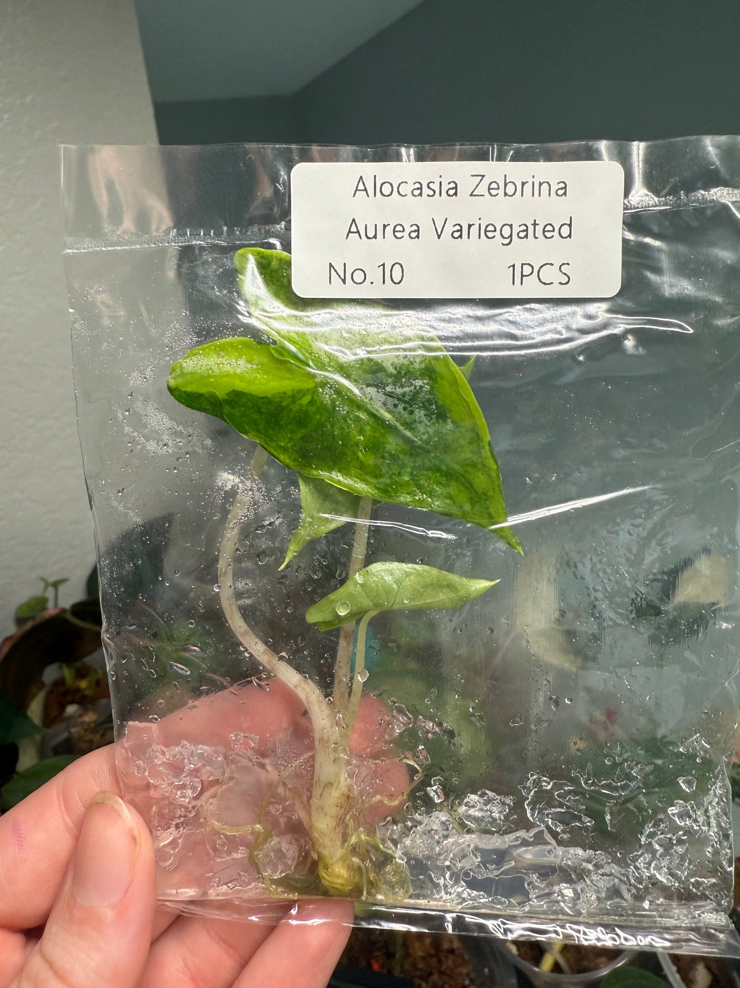 Zebrina Aurea Varigata - Tissue Culture