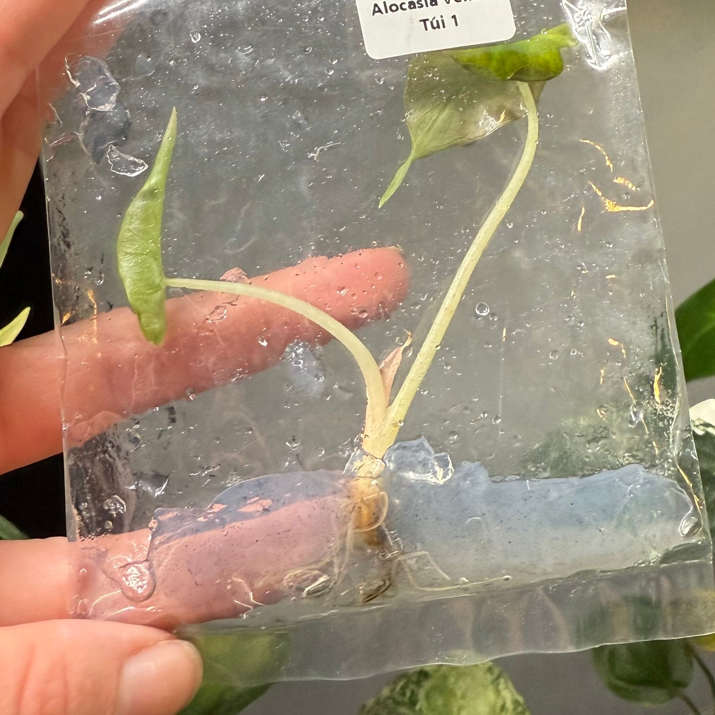 Alocasia Venom - Tissue Culture TC