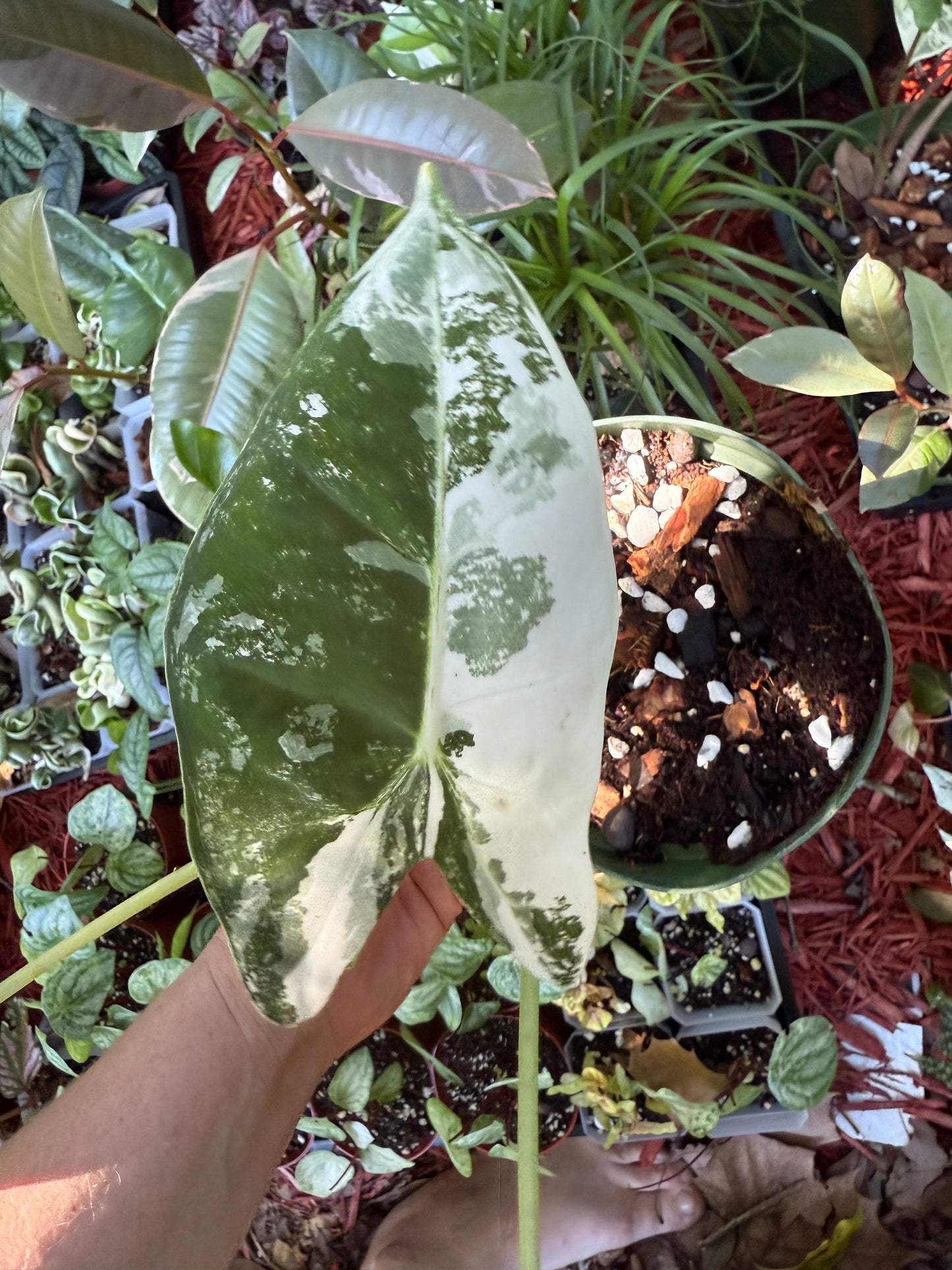Variegated Frydek Alocasia - 6” Pot (Growers Choice)