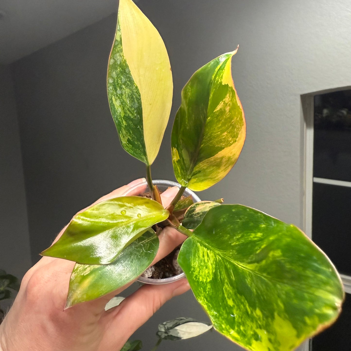 Philodendron Red Congo Variegated