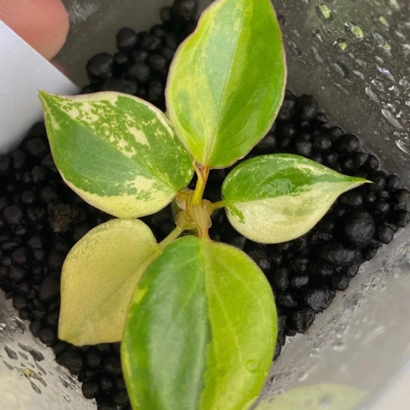 Philodendron Billietiae Variegated - Tissue Culture TC
