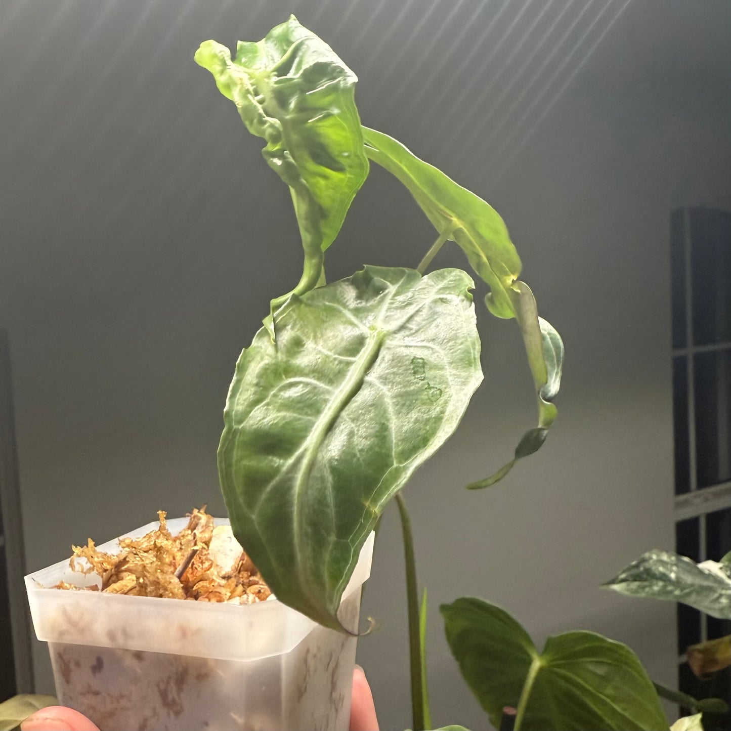 Alocasia Venom - 3” pot (Exact Plant)