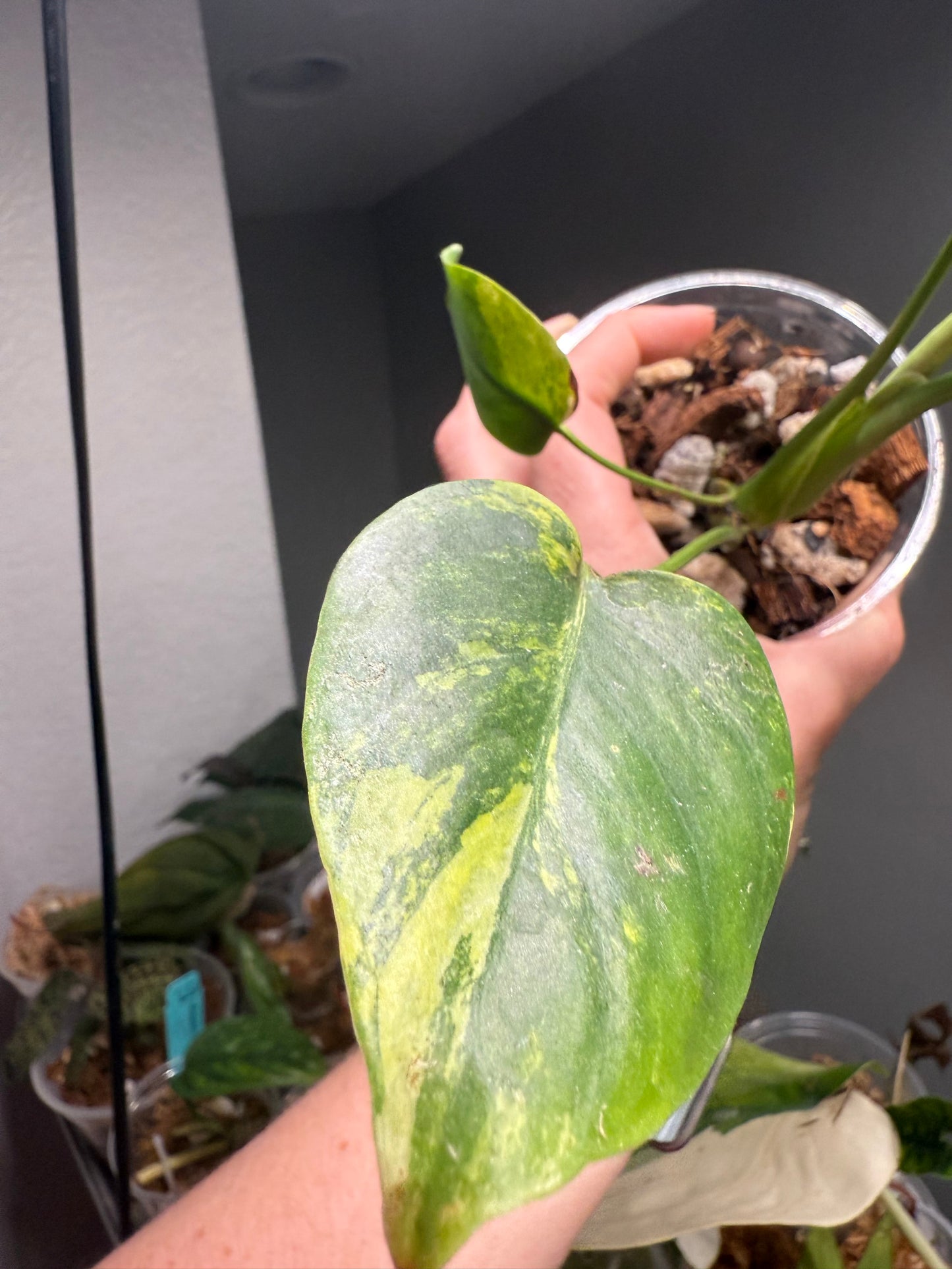 Monstera Yellow Marilyn (Exact Plant)