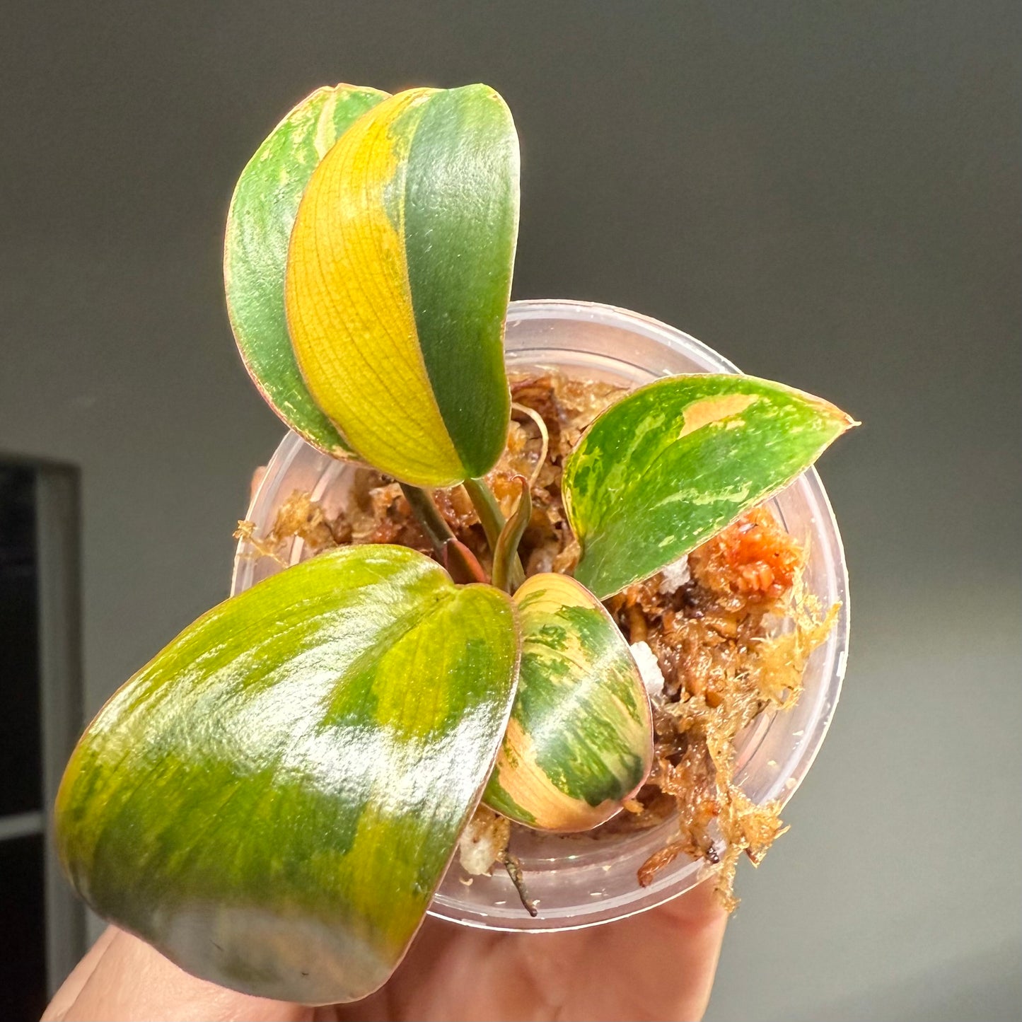Philodendron Red Congo Variegated