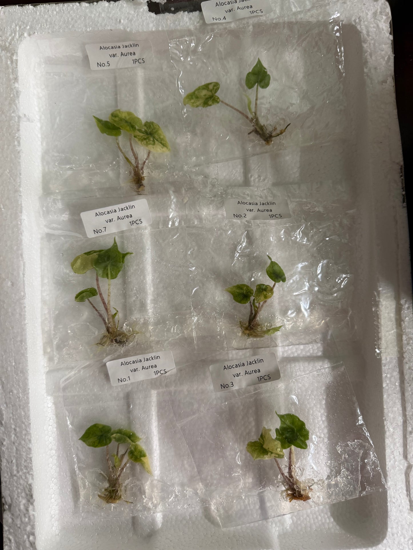 Alocasia Jacklyn Aurea - Tissue Culture TC