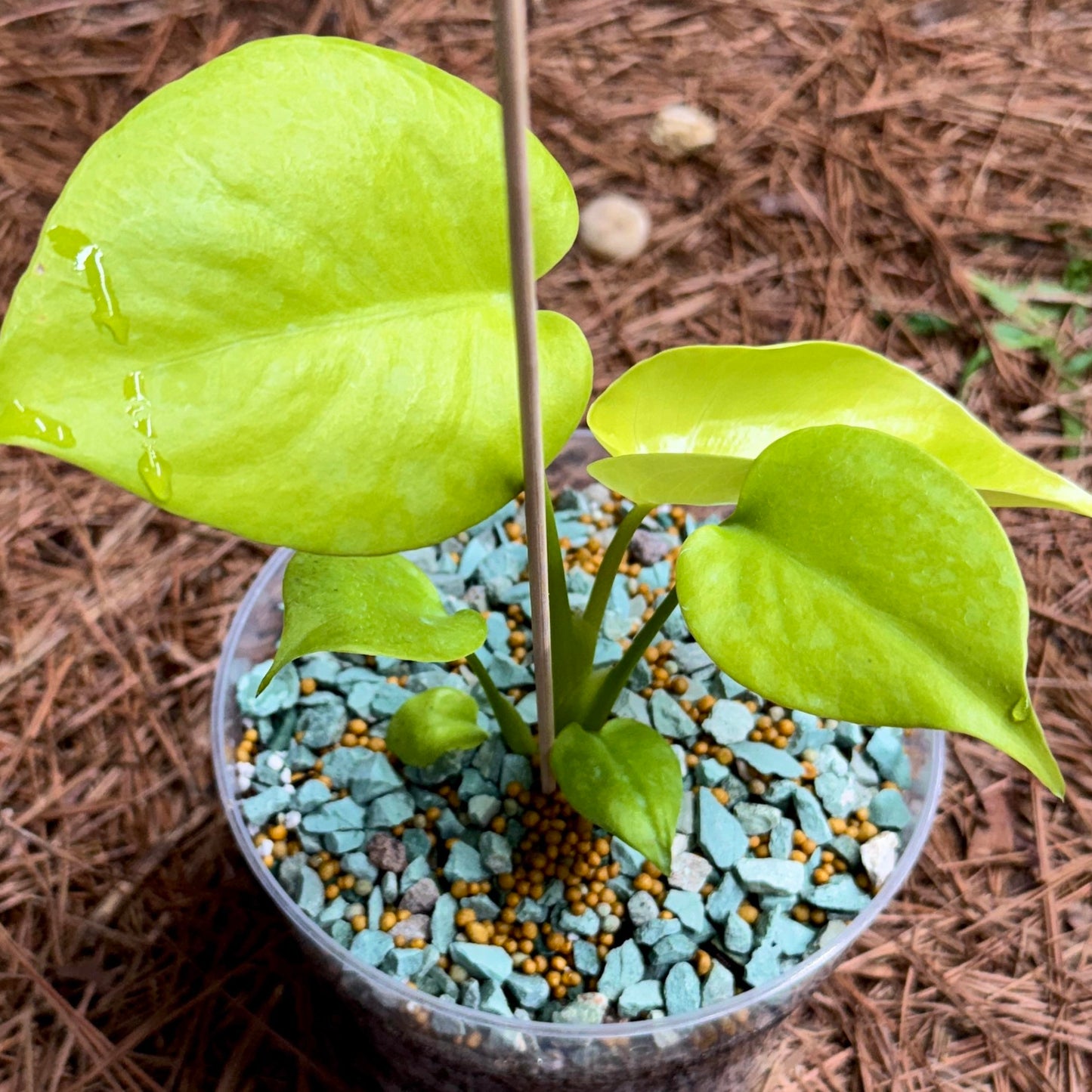 Monstera Lemon Lime - Tissue Culture