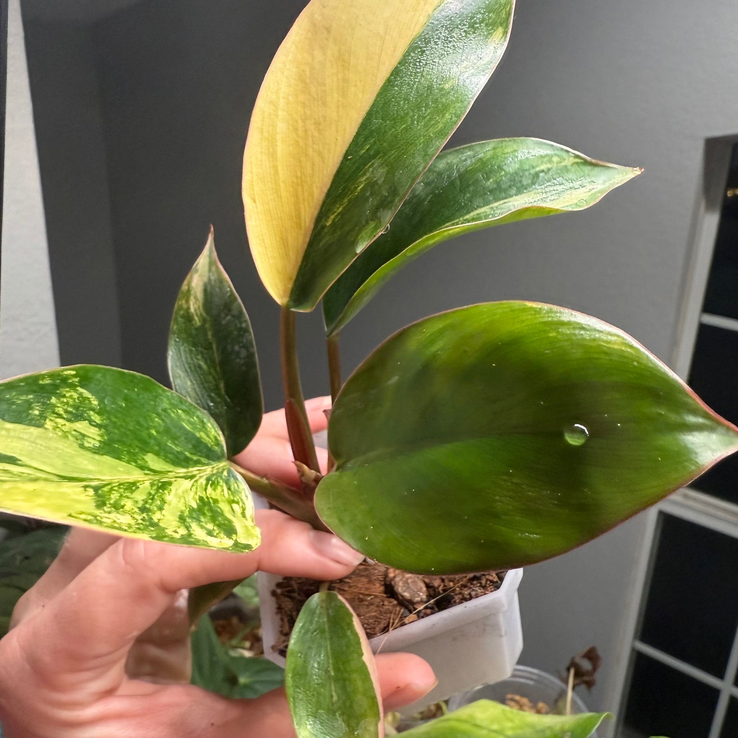 Philodendron Red Congo Variegated