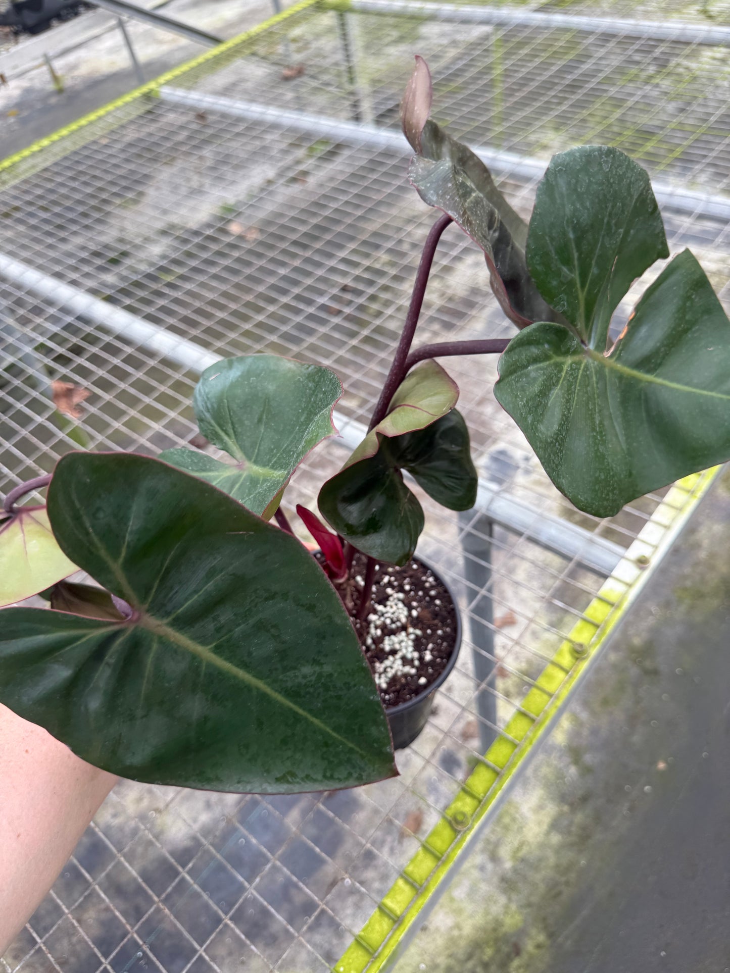 Philodendron Billietiae X Pink Princess - 6” pot (growers choice)