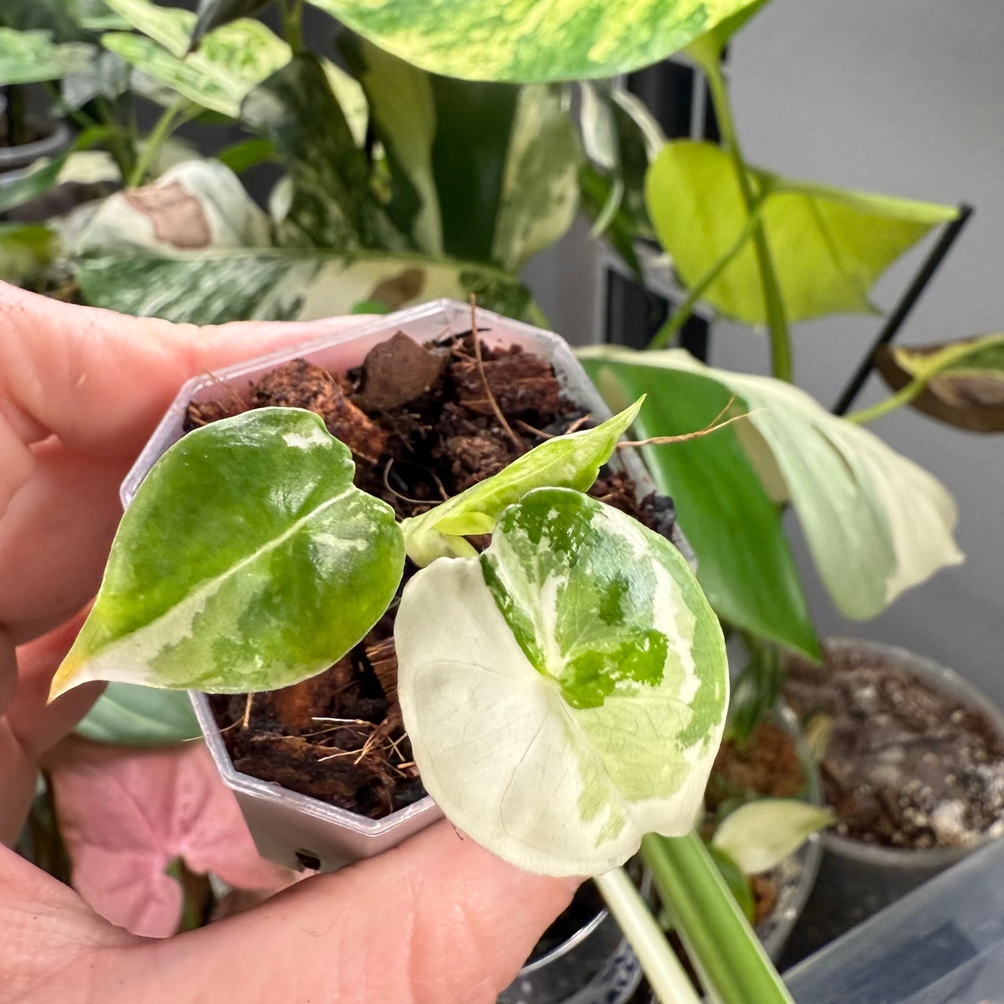 Alocasia Variegated Frydek (Growers Choice) 2-3” pot