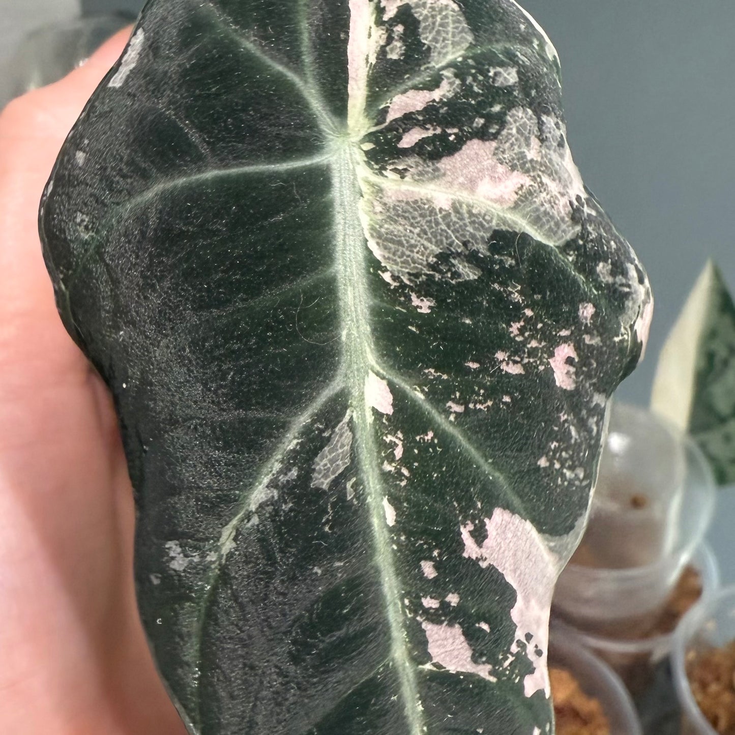 Alocasia Black Velvet Pink/Albo