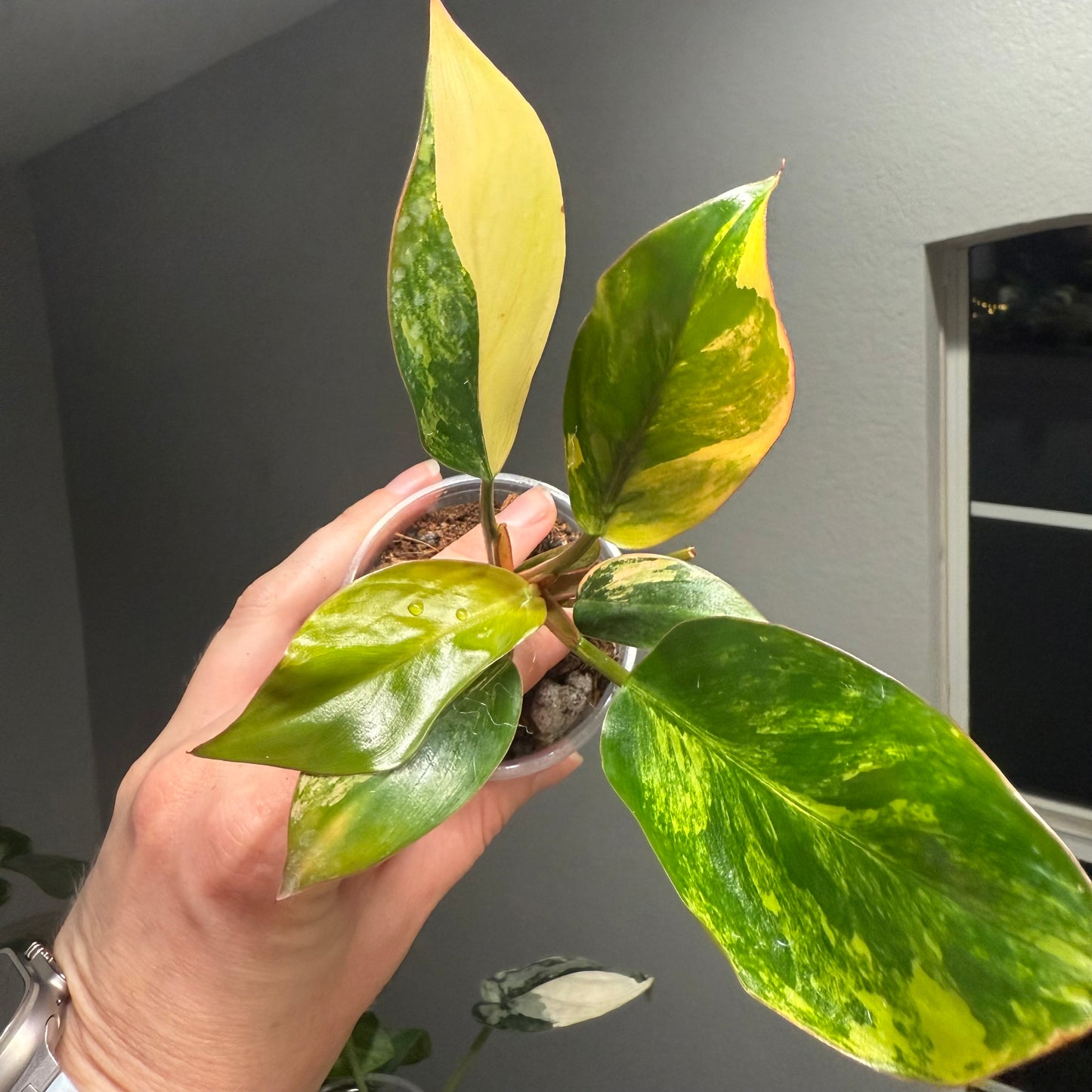 Philodendron Red Congo Variegated