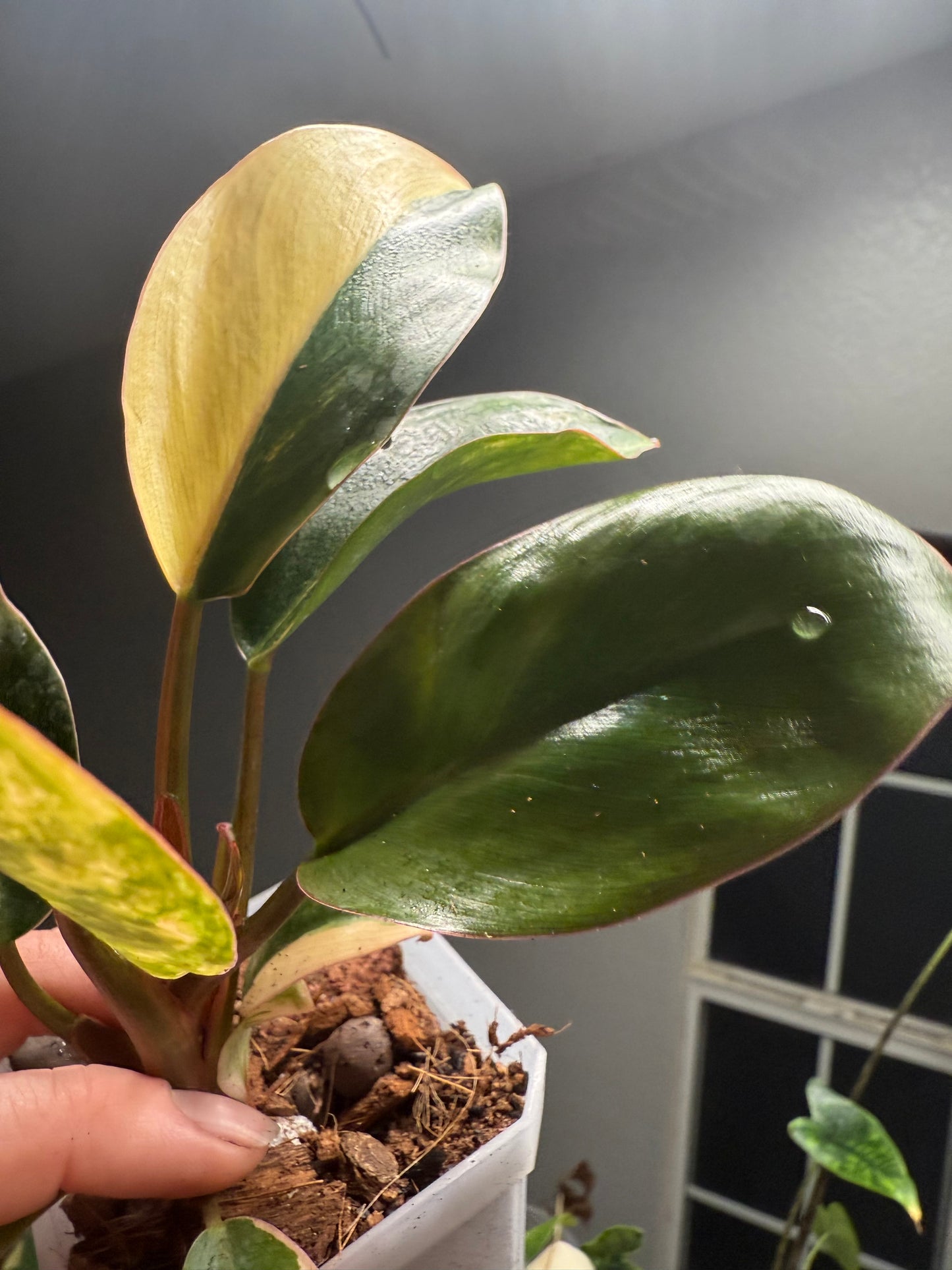 Philodendron Red Congo Variegated