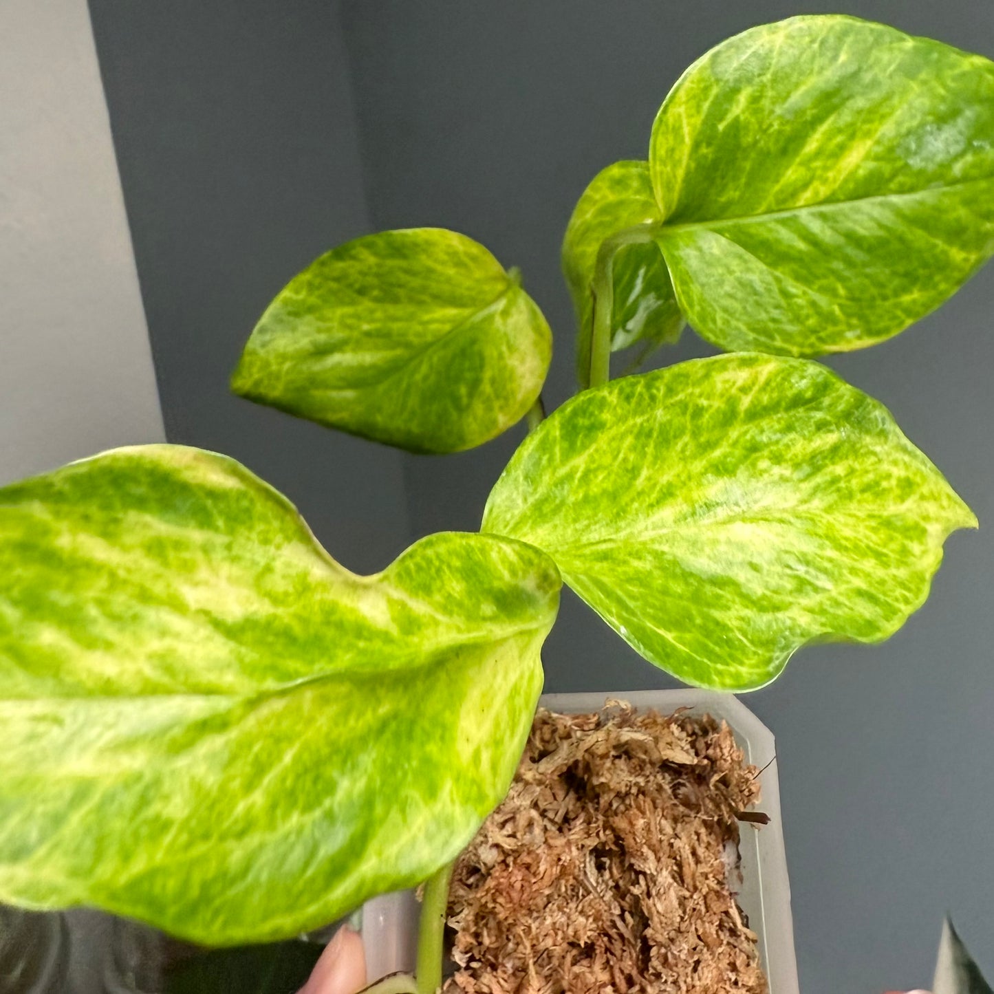 Neon Queen Pothos 3” pot - growers choice