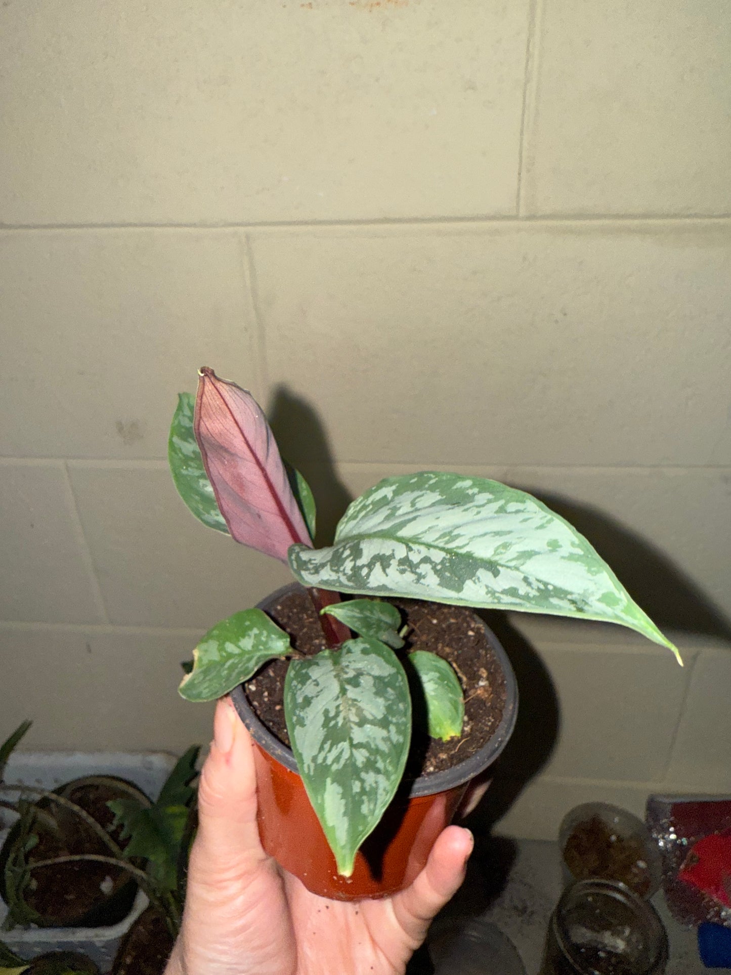 Apoballis “Lavallaei” - 3” pot (growers choice)