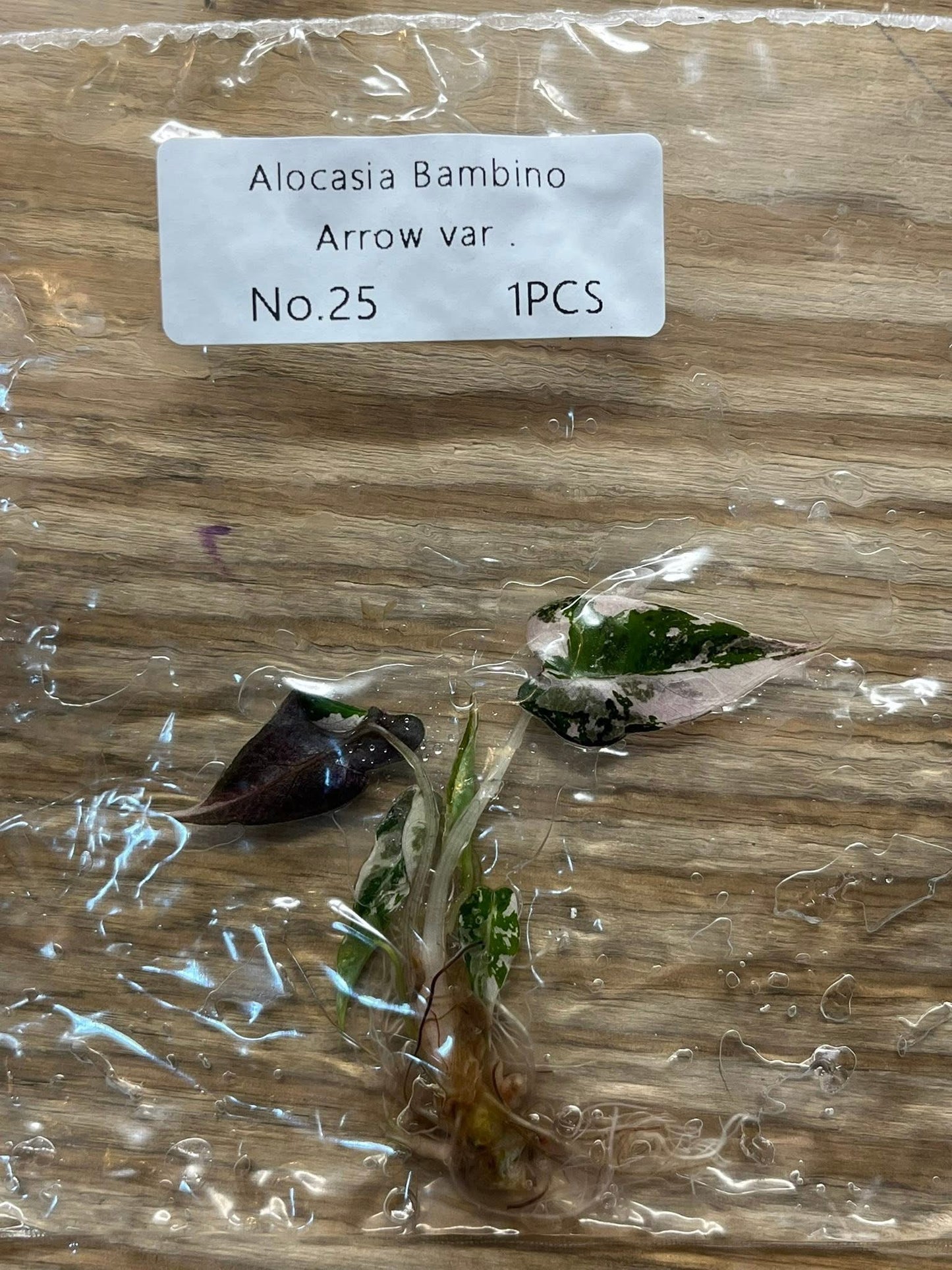 Alocasia Pink Bambino - Tissue Culture TC