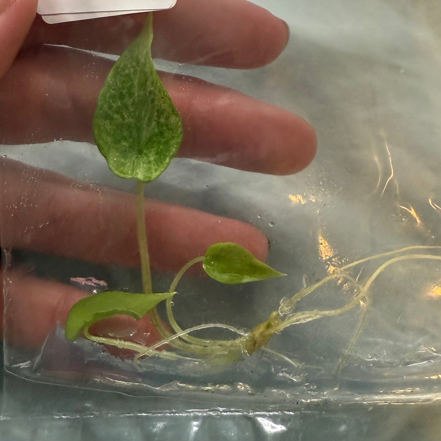 Alocasia Scalprum Mint - Tissue Culture