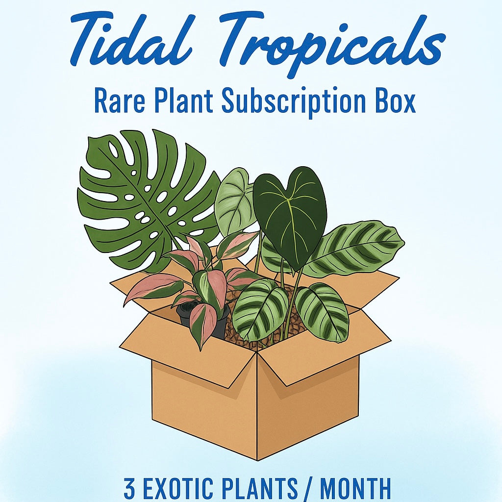 monthly house plant box Rare Tropical Houseplant Subscription Box!
