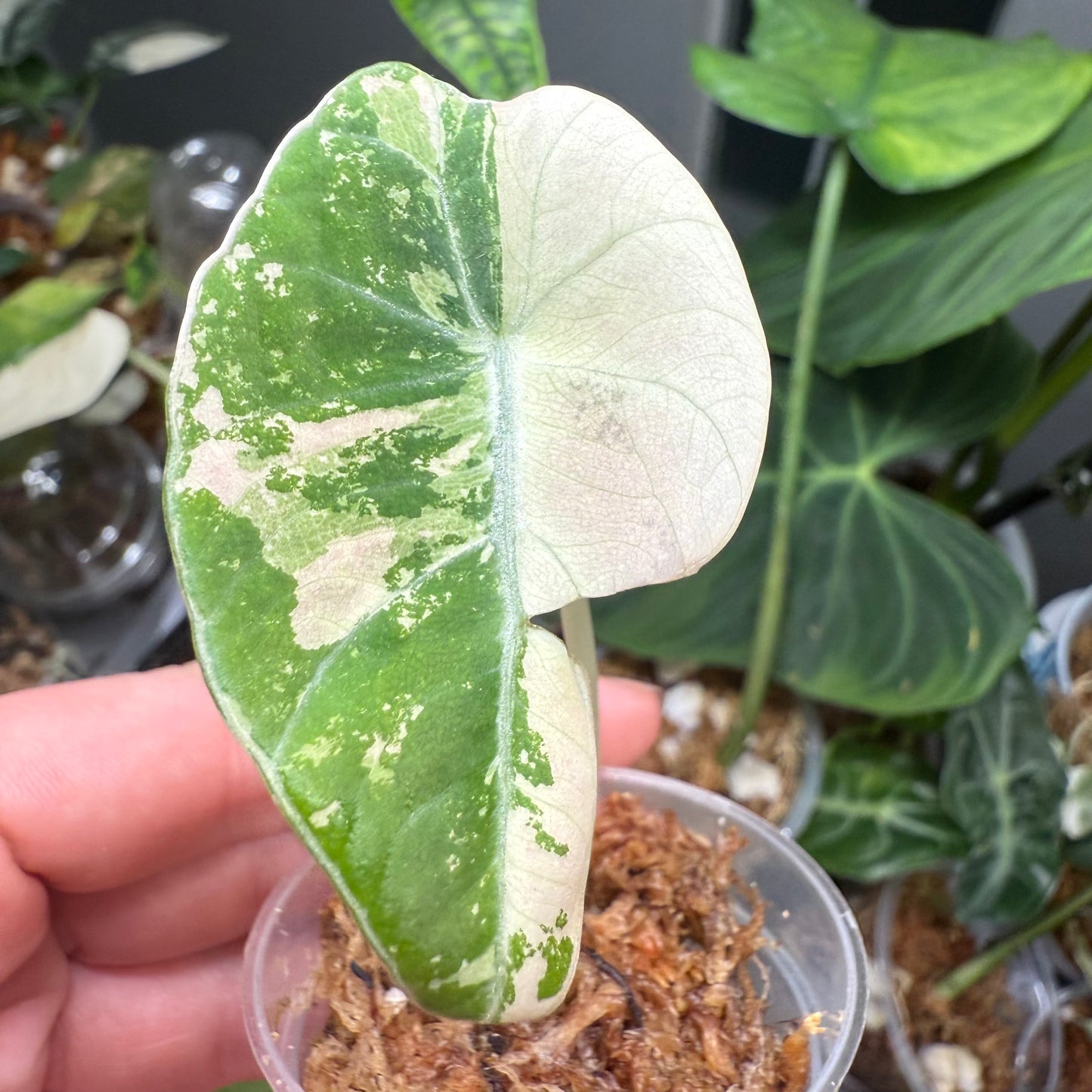 Alocasia Black Velvet Pink - (Exact Plant)