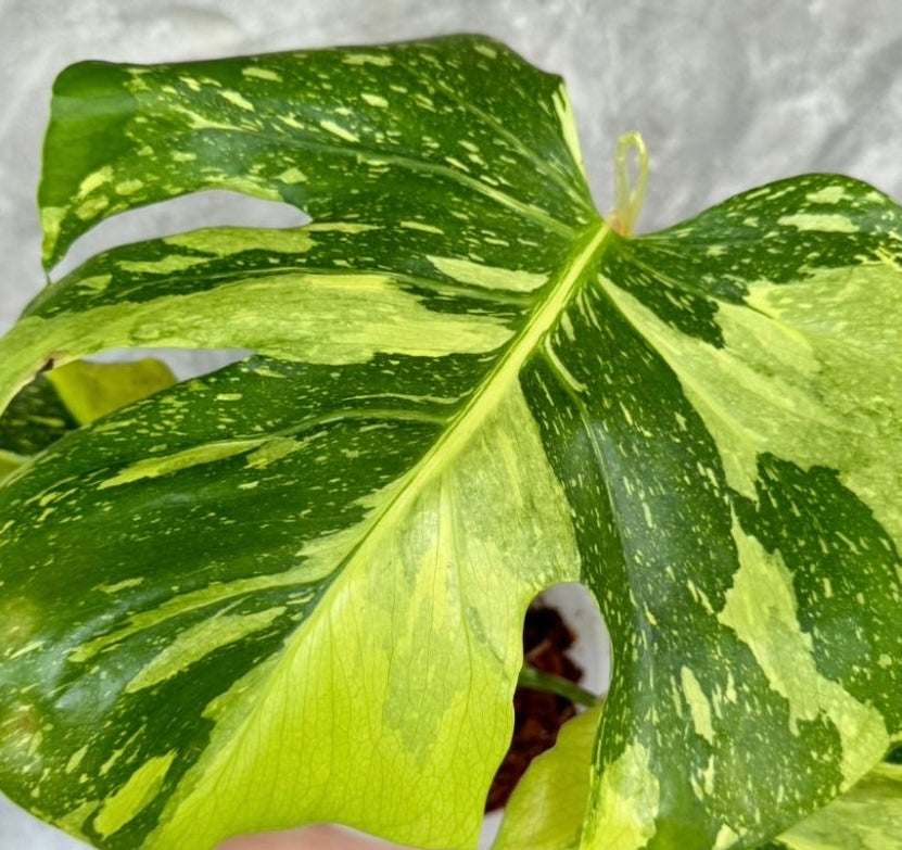 Monstera Electro-light - Tissue Culture TC