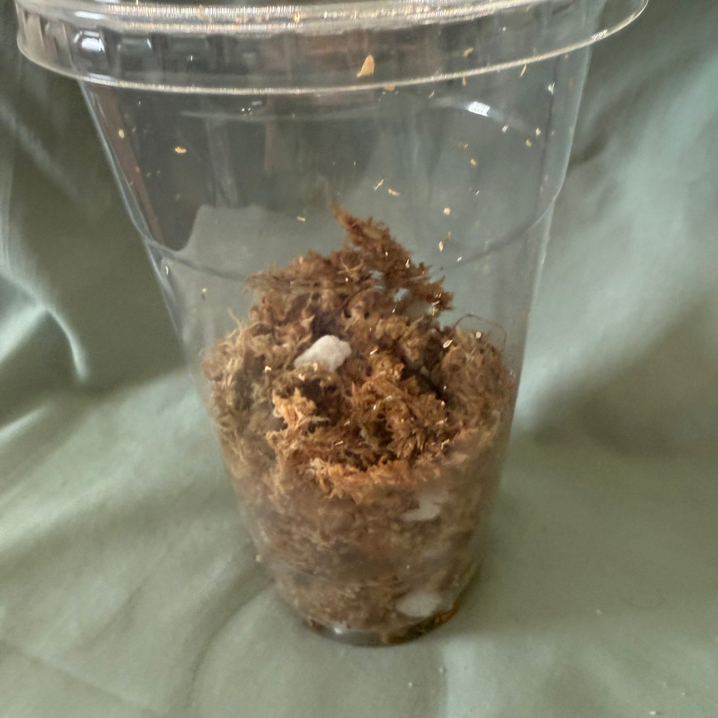 Tissue Culture Acclimation Kit