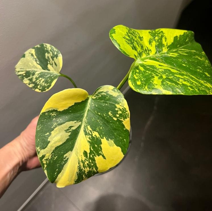 Monstera Electro-light - Tissue Culture TC