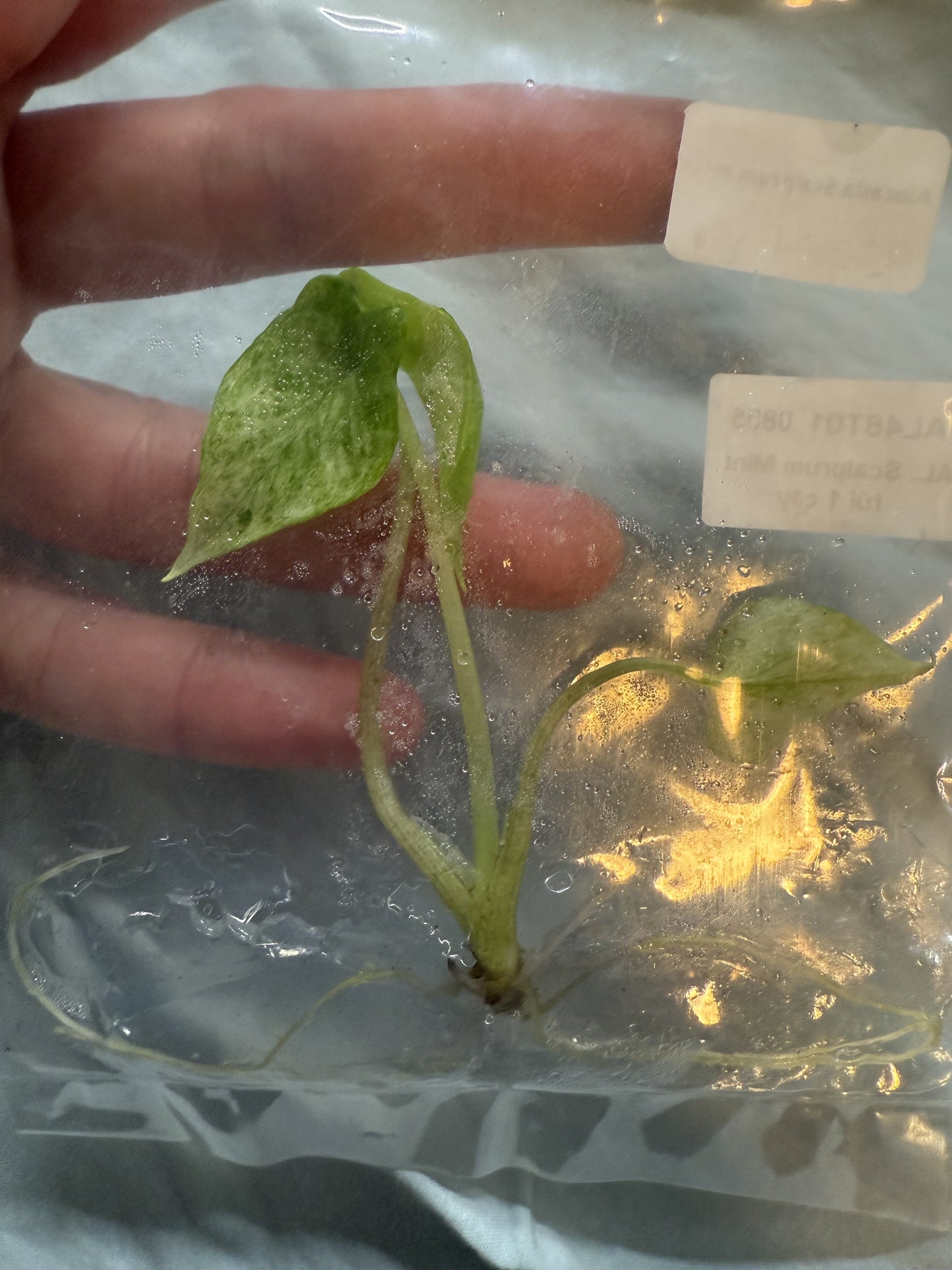 Alocasia Scalprum Mint - Tissue Culture